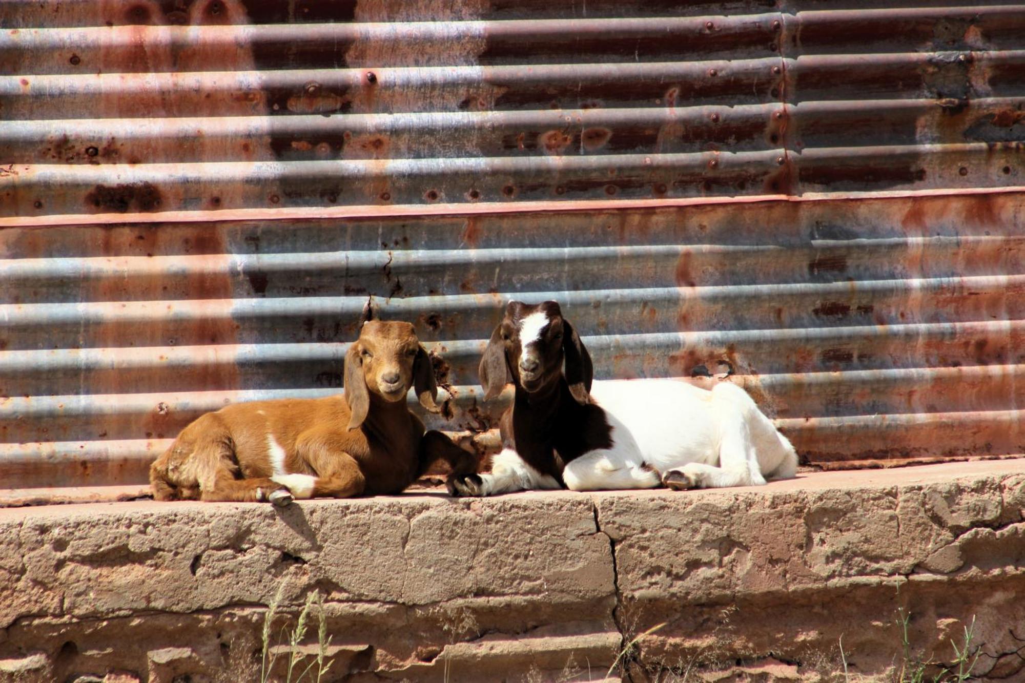 The Farm Life - Namibia Leilighet Maltahohe Eksteriør bilde